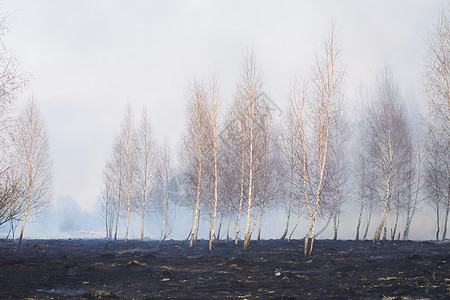 青年森林烧伤愁云生态危险悲剧环境木头损害野火地面图片