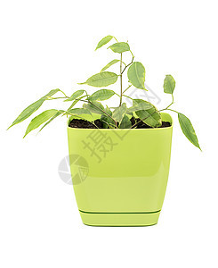 费库斯本贾明植物绿色植物花瓣叶子房子生长植物群植物学图片
