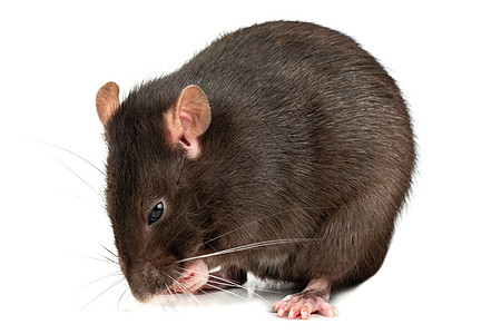 孤立的灰鼠眼睛快乐害虫尾巴宠物毛皮哺乳动物头发晶须老鼠图片
