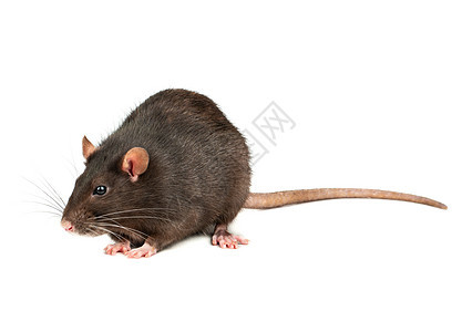 孤立的灰鼠耳朵爪子毛皮头发哺乳动物尾巴宠物鼻子老鼠跑步图片