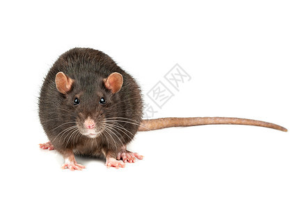 孤立的灰鼠快乐爪子头发耳朵晶须害虫哺乳动物宠物毛皮老鼠图片