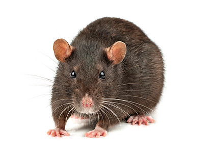 孤立的灰鼠晶须耳朵快乐鼻子毛皮老鼠害虫尾巴眼睛哺乳动物图片