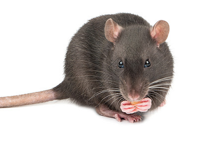 带奶酪的灰鼠哺乳动物耳朵爪子毛皮老鼠跑步晶须宠物头发鼻子图片