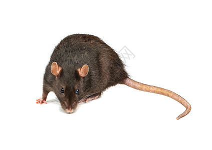 孤立的灰鼠害虫哺乳动物老鼠爪子尾巴鼻子耳朵眼睛宠物快乐图片
