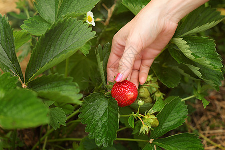 女人的手在草莓田里 检查成熟的草莓和叶子图片