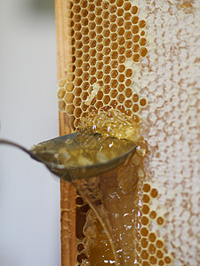 养蜂人在家里从蜜蜂蜂蜂巢中提取有机蜂蜜并滴水花粉蜂窝流动细胞健康饮食食物液体美食药品饮食图片