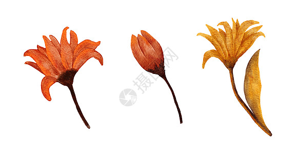 水彩手绘制了橙红色花朵的插图 秋天植物草药开花 落叶花在奥克托白石中淡出干花 感恩节概念艺术图片