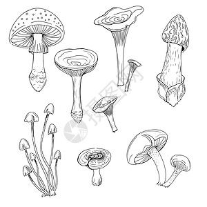 蘑菇线艺术以平板风格设置 现代最低要求者 卡通收藏 新鲜有机蔬菜插图绘画标识白色草图森林牡蛎烹饪收成手绘图片