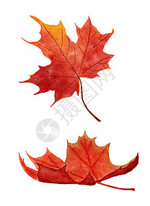 手绘水彩叶子水彩手画出红色的树叶图案 秋叶从树上掉下来 森林林地 加拿大自然概念背景