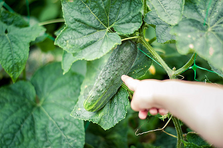 黄瓜植物营养发芽生产花园生长食物叶子收获蔬菜农场图片