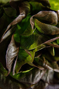 黑暗背景下一连串新鲜生菜叶沙拉饮食香料生长叶子食物营养调味品草本植物黑色图片