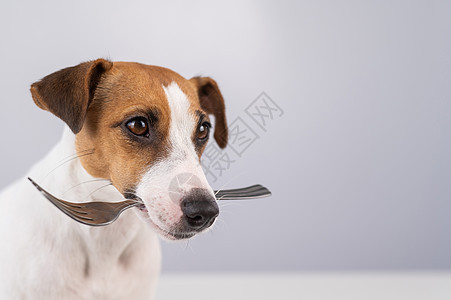 一只狗杰克罗素泰瑞尔的近距离肖像 他嘴里拿着叉子在白色背景上午餐食物厨师哺乳动物毛皮冠军宠物营养厨房早餐图片