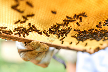 一只养蜜蜂的手 手套抱着蜜蜂巢图片