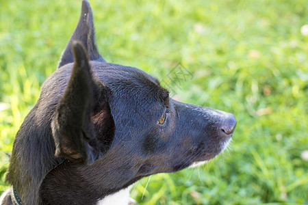 公园中黑白狗的肖像哺乳动物小狗犬类摄影牧羊犬喜悦绿色毛皮友谊眼睛图片