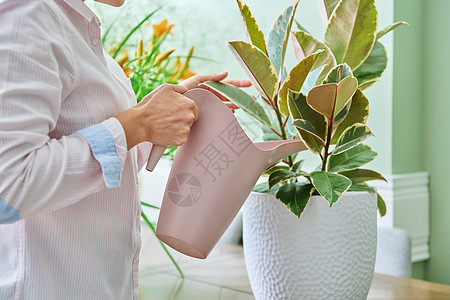 妇女用自来水罐给家用植物浇水图片