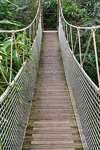 热带森林中停靠的木桥图片