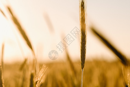 日落时小麦田 小麦金耳朵 收获的概念边界农场食物金子收成天空粮食阳光晴天农田图片