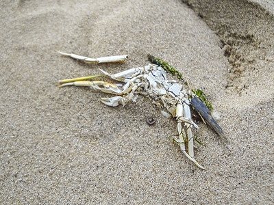 华登海潮地海岸螃蟹虾 虾贝类哈里尔沙德 德国苔藓港口波浪天气石头岩石海岸螃蟹自由海滩图片