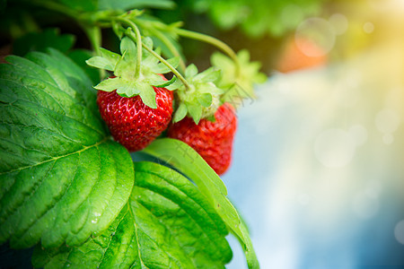 红草莓在木制花园床上生长种植园农场衬套场地植物浆果叶子食物土壤收成图片