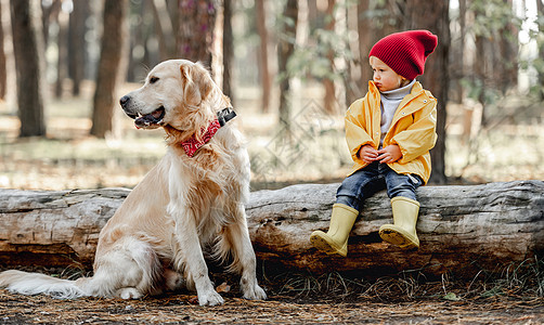 小女孩在森林里养着金色猎犬快乐闲暇勘探女孩森林叶子木头幸福公园朋友图片