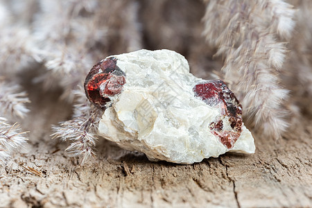 岩石石上未粉碎的红红火花刺网图片