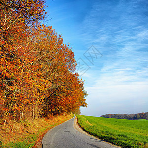 一条空荡荡的道路 四周环绕着秋天的树木 蓝天和复制空间 在德国风景秀丽的草地或草原上 有一条乡村沥青道路的景观图片