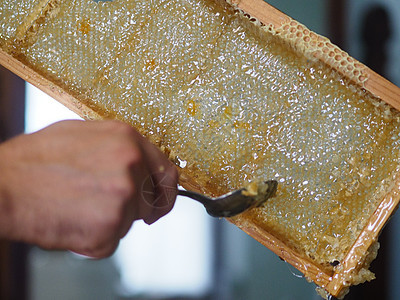 养蜂人在家里从蜜蜂蜂蜂巢中提取有机蜂蜜并滴水生物花粉加工过滤框架营养药品饮食产品动物图片