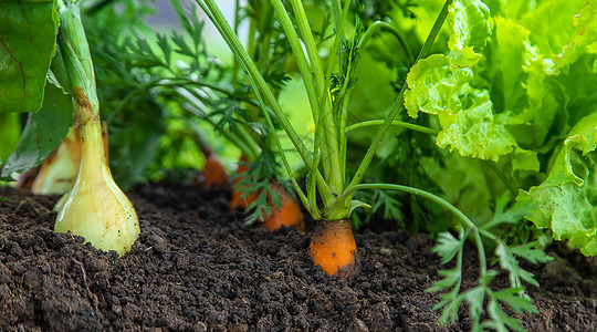 蔬菜在花园里生长 有选择的焦点地面园艺收成营养素幼苗食物艺术饮食横幅土壤图片