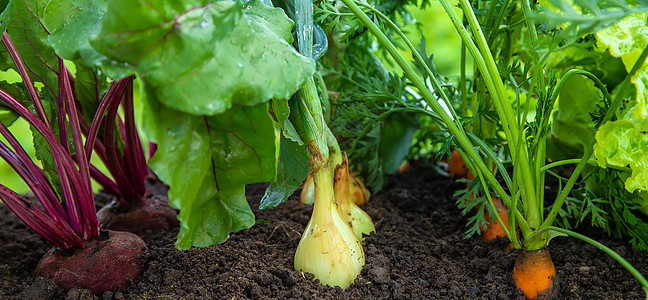 蔬菜在花园里生长 有选择的焦点饮食萝卜幼苗农场生态茴香营养收成艺术地面图片