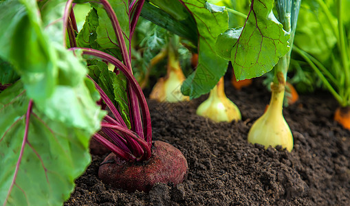 蔬菜在花园里生长 有选择的焦点幼苗植物收获食物艺术收成生态环境农场萝卜图片
