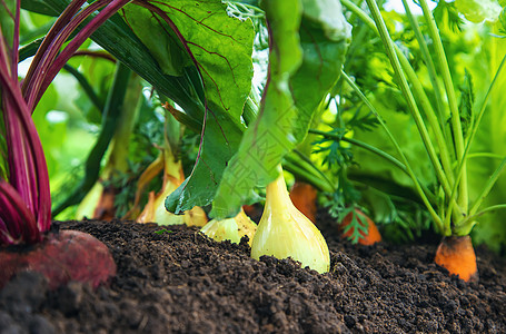 蔬菜在花园里生长 有选择的焦点幼苗收获植物收成横幅营养素饮食农场萝卜食物图片