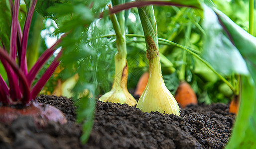 蔬菜在花园里生长 有选择的焦点农业食物地面收获幼苗生态横幅收成洋葱营养素图片