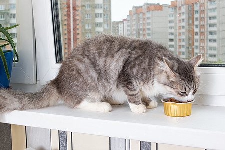 灰色毛绒猫在窗台上吃食物毛皮哺乳动物动物营养花束猫咪小猫小吃盘子虎斑图片