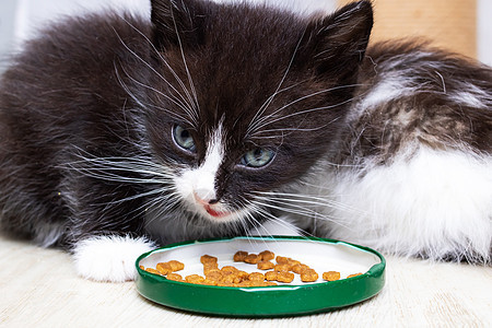 小可爱小猫从碗里吃食物食肉哺乳动物猫咪尾巴婴儿猫科动物爪子毛皮宠物盘子图片