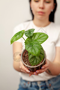 黑纹锅里有异种阿洛卡西亚银龙屋生长盆栽树叶植物群女孩植物学情调心形热带花束图片