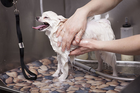 洗澡狗可爱的小狗在美容沙龙被洗商业洗澡桌子理发师服务头发职业毛皮工作淋浴背景