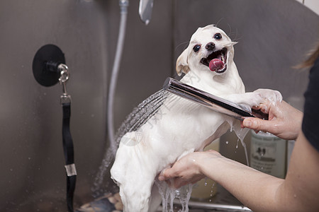 可爱的小狗在美容沙龙被洗朋友工作美容师犬类商业头发淋浴洗发水浴缸气泡图片