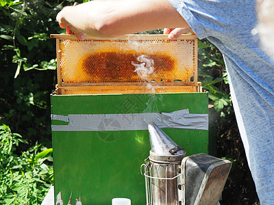 养蜂大师拔出一个带蜂蜜的框 从蚁群中的蜂巢里提取出来蜂蜡安全六边形养蜂业职业花粉花蜜收成工蜂收获图片