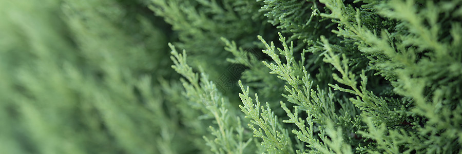 狼匿雪松枝植物细节高清图片