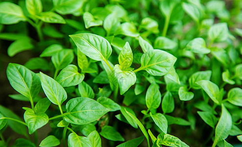 窗台上的锅里放着胡椒 有选择的焦点土壤蔬菜房子种子食物盒子园艺植物学生长温室图片