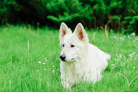 瑞士白人牧羊人猎犬草地犬类牧羊犬乐趣女性动物活力运动场地图片