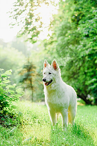 瑞士白人牧羊人天空活力公园场地日历跑步牧羊犬朋友犬类乐趣图片