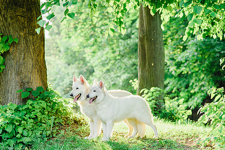 瑞士白人牧羊人宠物猎犬行动跳跃活动草地跑步运动动物犬类图片