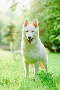 瑞士白人牧羊人动物牧羊犬天空朋友活力草地跳跃场地跑步犬类图片