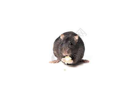 黑鼠吃奶酪面对相机 孤立在白色背景上 用爪子吃东西的啮齿动物 动物的概念图片