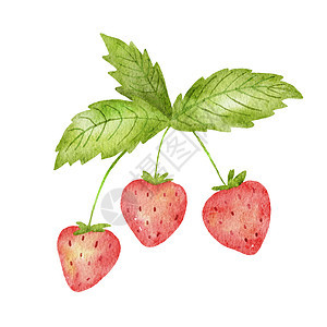 浅色水彩 可爱的草莓和绿叶子 在白色上隔绝的夏季红莓的典型绘画插图艺术叶子水果甜点浆果健康市场农业花园食物图片