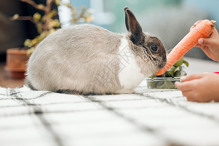 嘿 小兔子 我的复活节鸡蛋在哪里 一个无法辨认的小女孩在家给宠物兔子喂胡萝卜图片