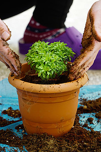 在泉水中施盆栽种花朵 紧闭风景美食香料地面芳香植物学农业蔬菜植物花园食物图片