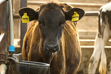 现代奶牛谷仓 牲畜近视奶牛场商业哺乳动物牛棚国家小牛牛肉动物生产配种图片