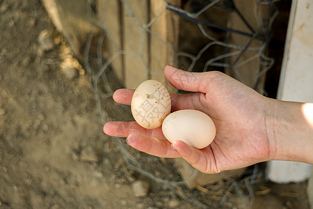 白色母鸡村里的鸡蛋在女人的手 新鲜走出阴沟团体国家农场家禽农业美食干草动物蛋黄早餐背景